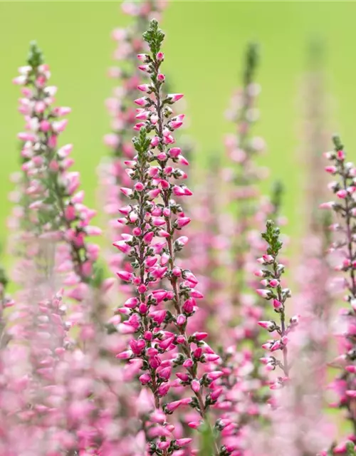 Calluna vulgaris Gardengirls®