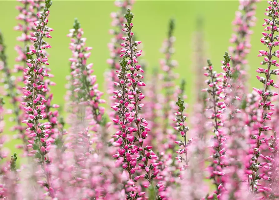 Calluna vulgaris Gardengirls®