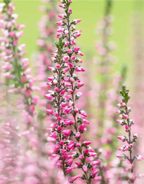 Calluna vulgaris Gardengirls®