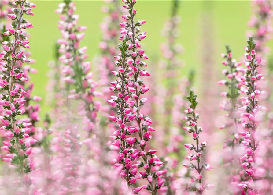 Calluna vulgaris Gardengirls®