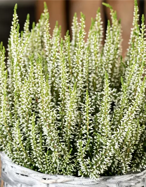 Calluna vulgaris Gardengirls®