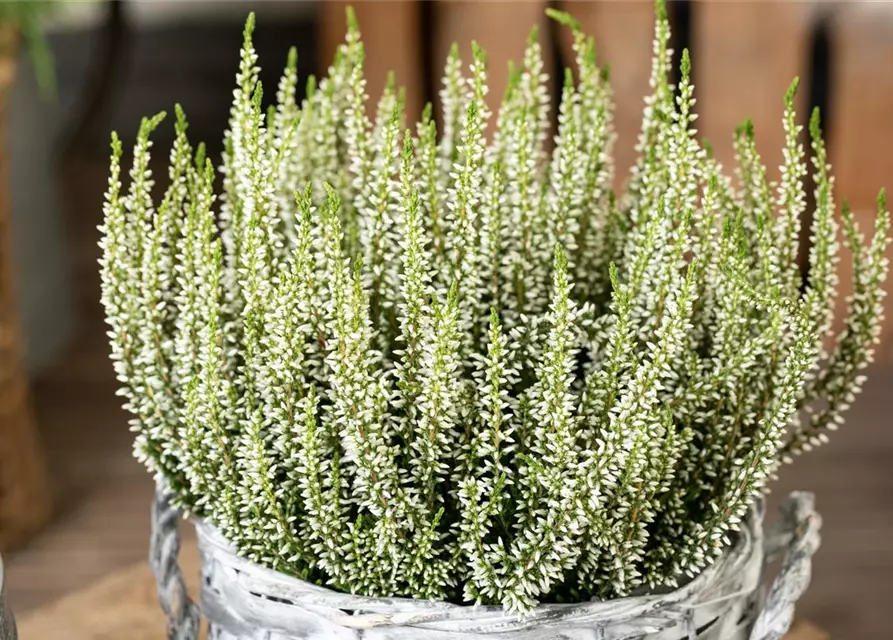 Calluna vulgaris Gardengirls®