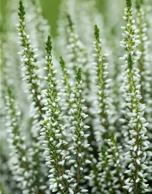 Calluna vulgaris Gardengirls®