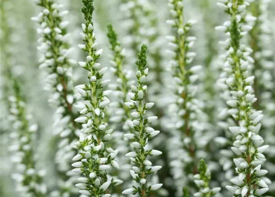 Calluna vulgaris Gardengirls®