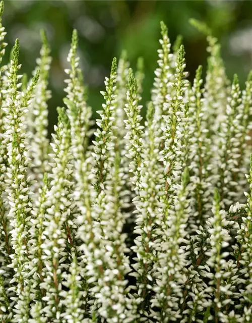 Calluna vulgaris Gardengirls®