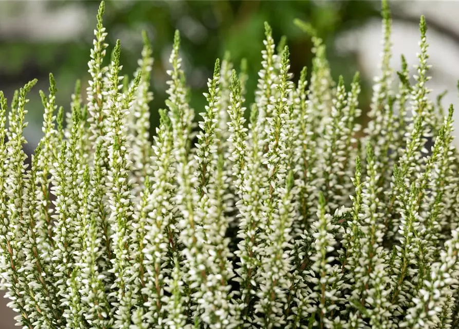 Calluna vulgaris Gardengirls®