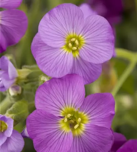 Aubrieta x cultorum