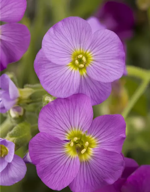 Aubrieta x cultorum