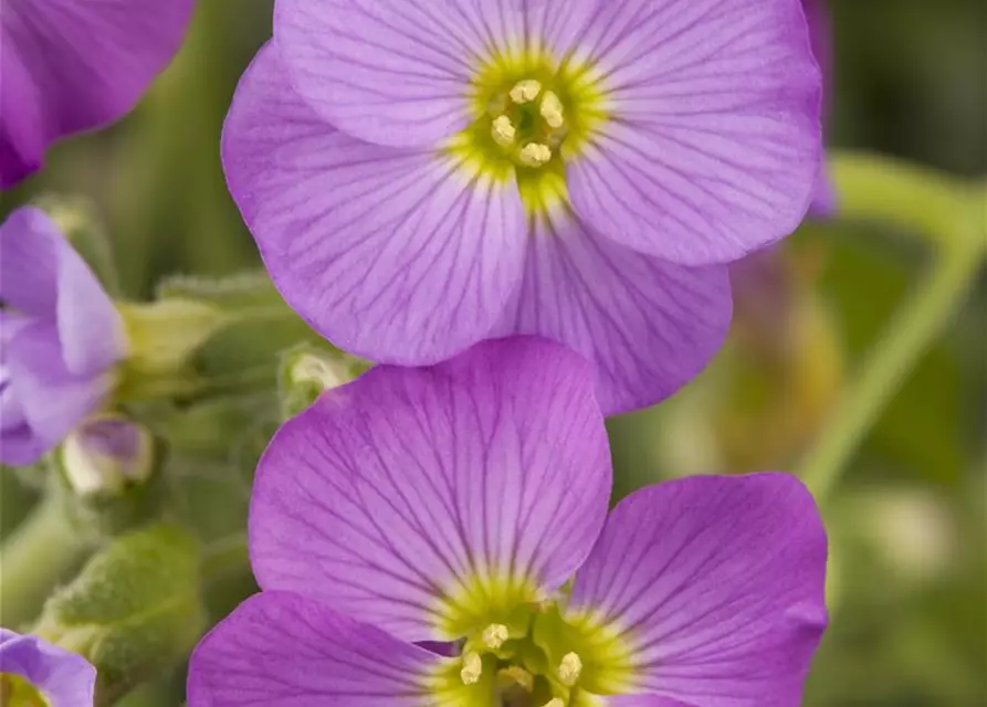 Aubrieta x cultorum