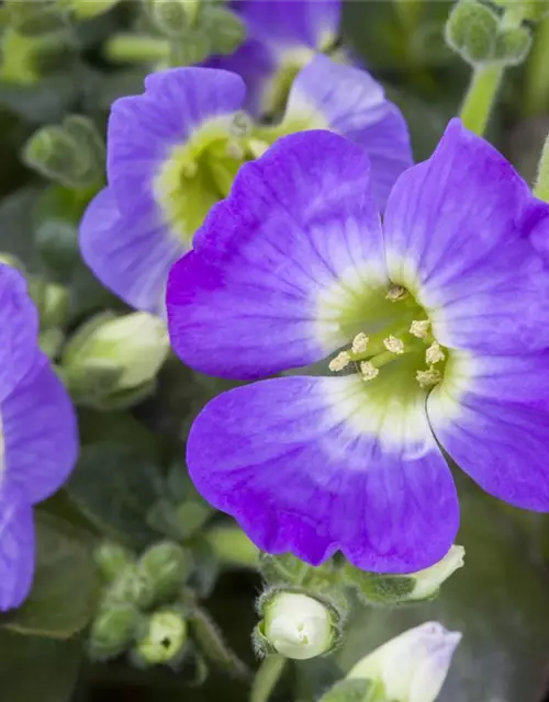 Aubrieta x cultorum