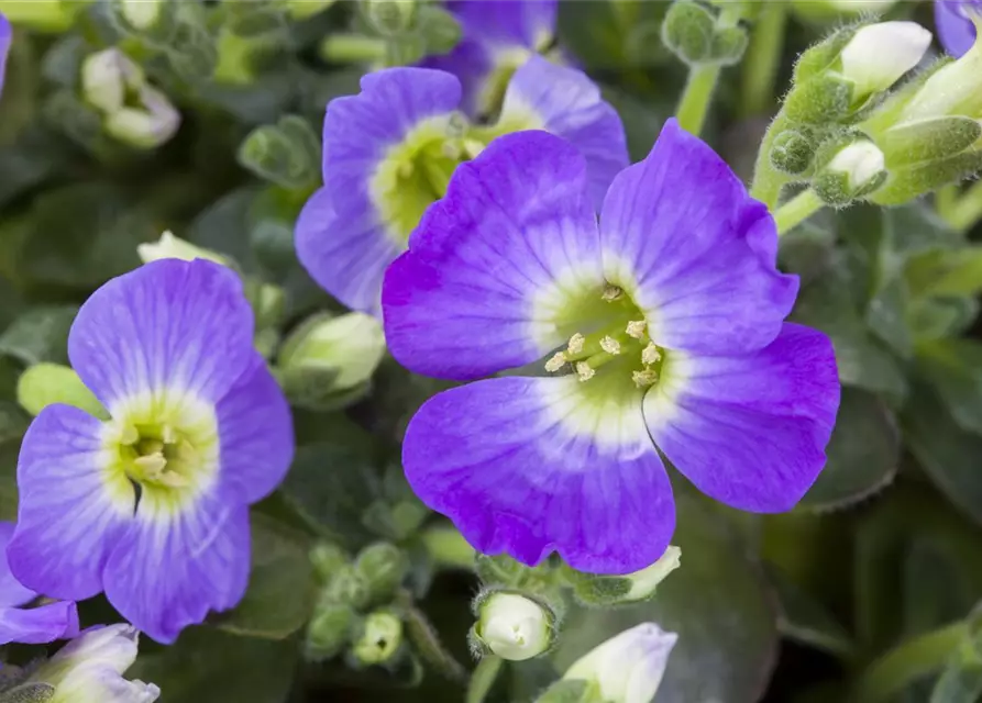 Aubrieta x cultorum