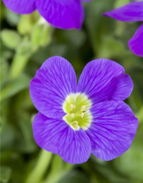 Aubrieta x cultorum