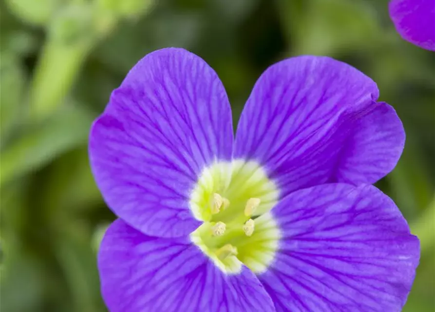 Aubrieta x cultorum