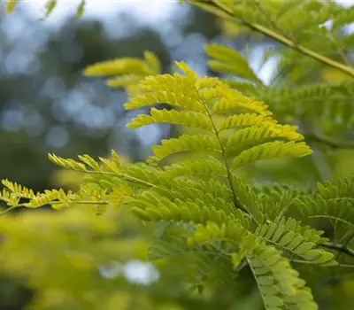 Albizia julibrissin