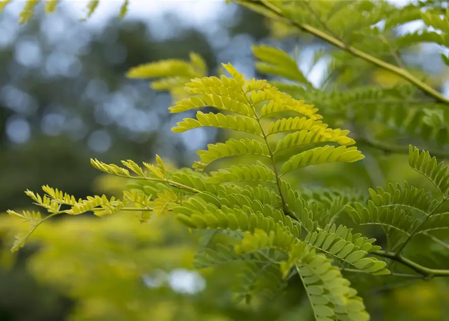 Albizia julibrissin