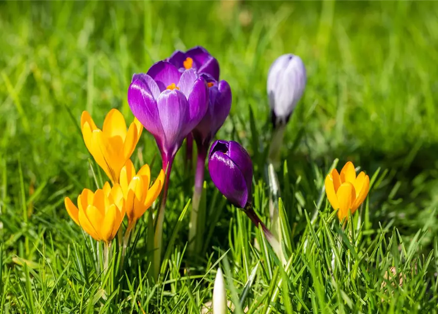 Crocus vernus