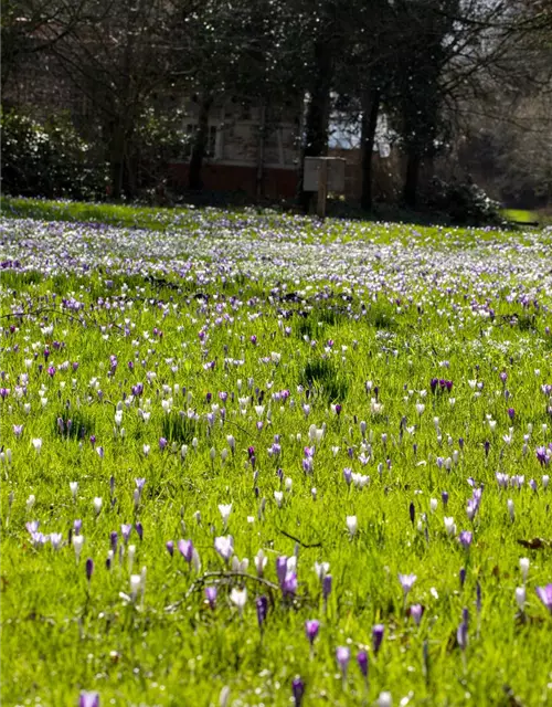 Crocus vernus