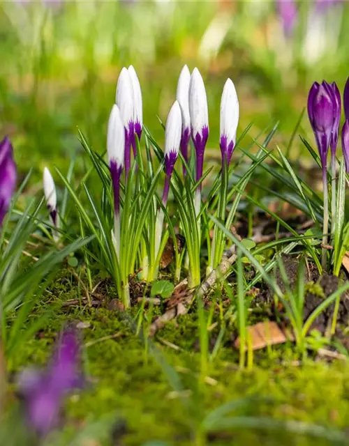 Crocus vernus