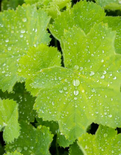 Alchemilla mollis