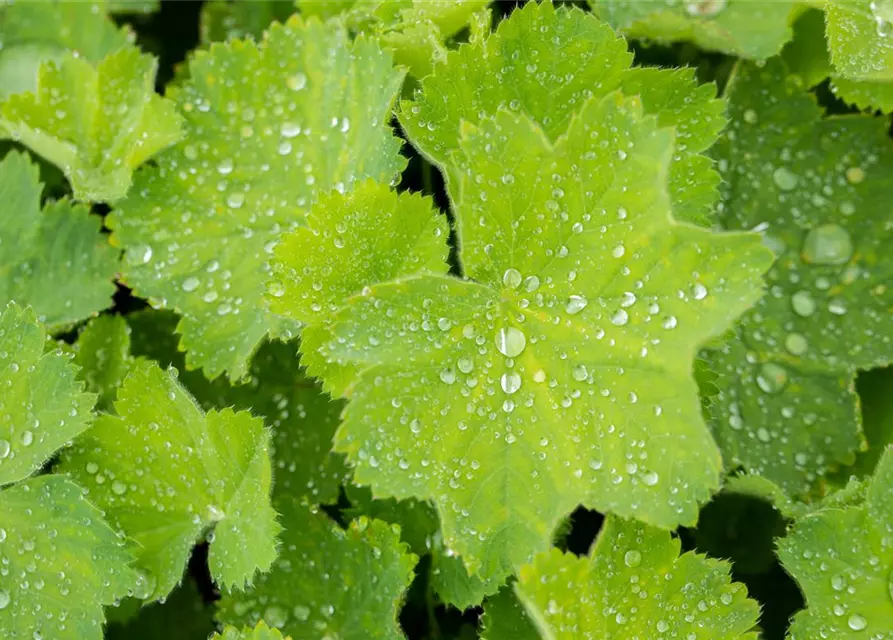 Alchemilla mollis