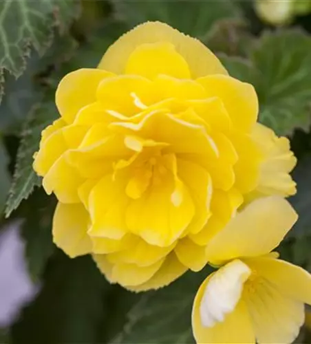 Begonia 'Non-Stop'®