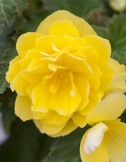 Begonia 'Non-Stop'®