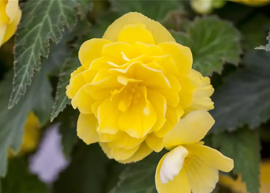 Begonia 'Non-Stop'®