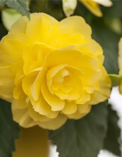 Begonia 'Non-Stop'®