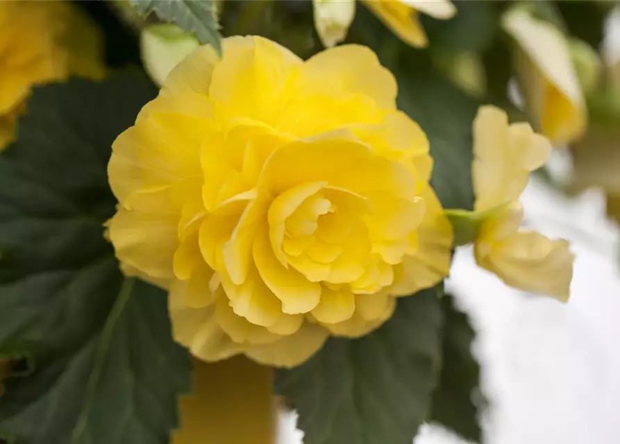 Begonia 'Non-Stop'®