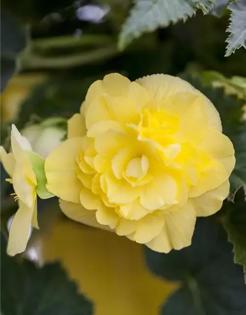 Begonia 'Non-Stop'®