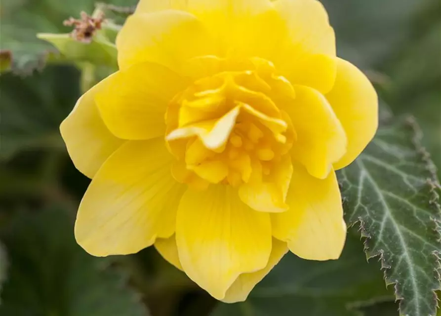 Begonia 'Non-Stop'®