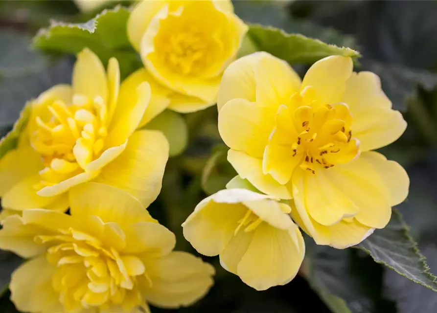 Begonia 'Non-Stop'®