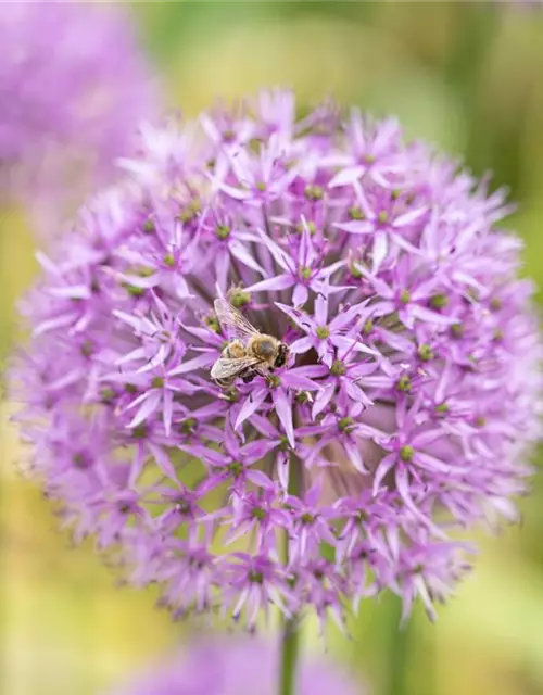 Allium giganteum