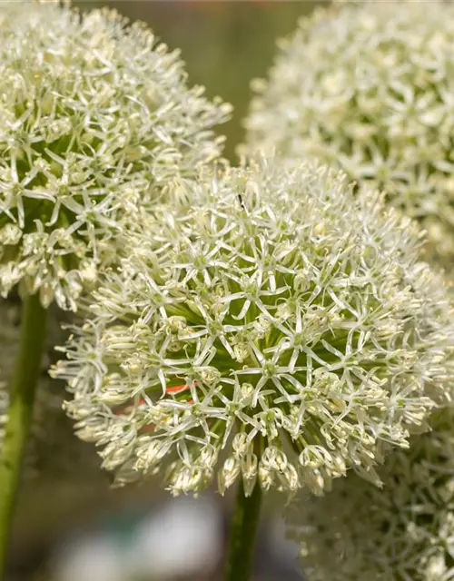 Allium giganteum