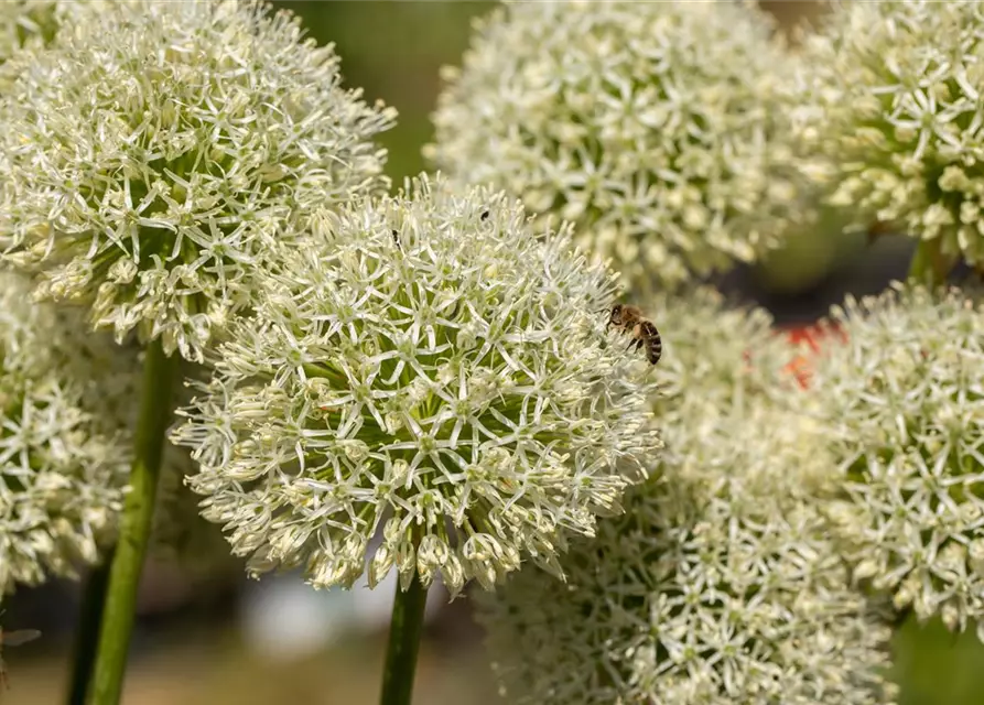 Allium giganteum