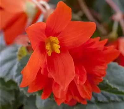 Begonia x tuberhybrida