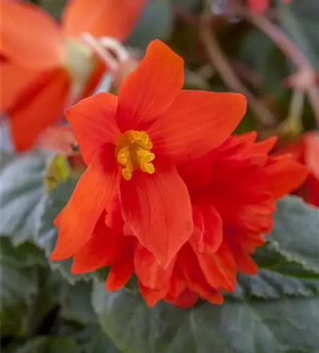 Begonia x tuberhybrida