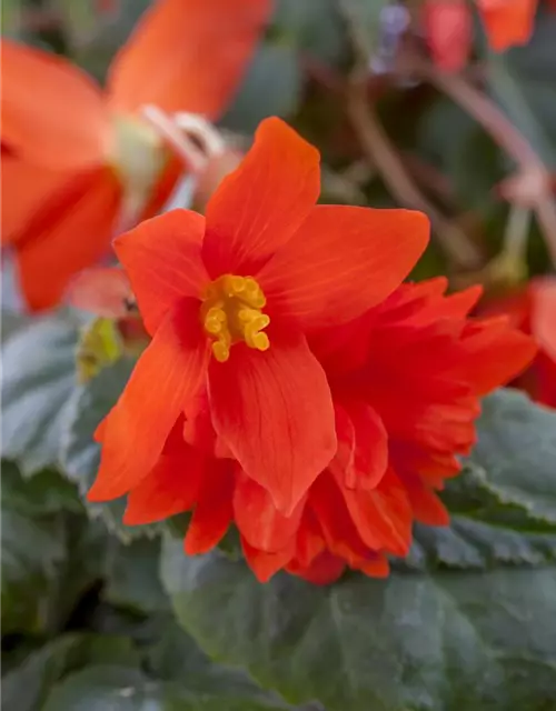 Begonia x tuberhybrida