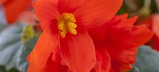 Begonia x tuberhybrida