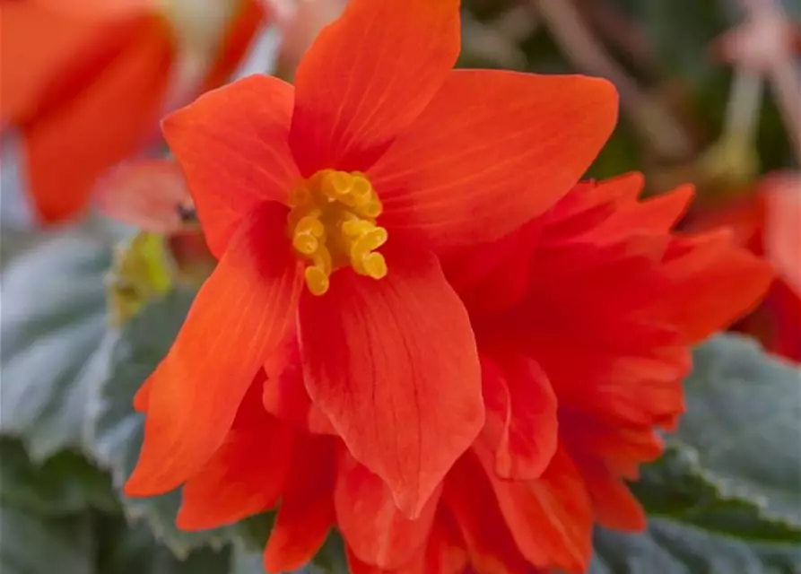 Begonia x tuberhybrida