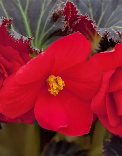 Begonia x tuberhybrida