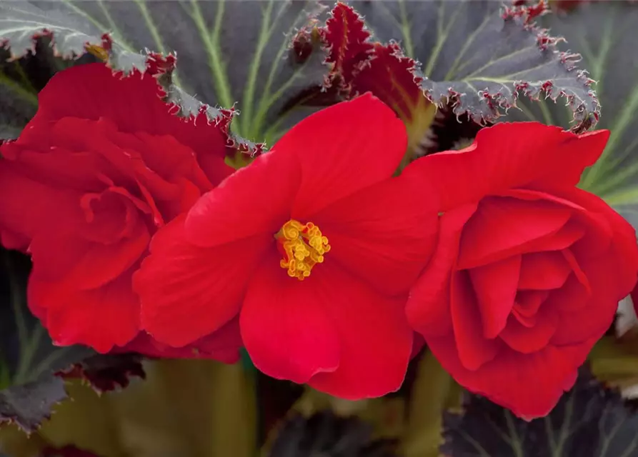 Begonia x tuberhybrida