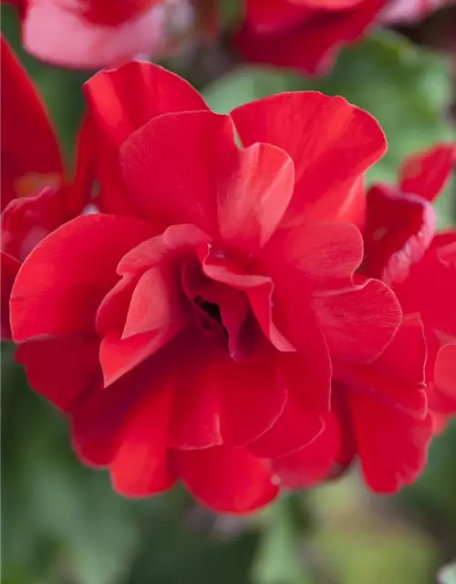 Begonia x tuberhybrida