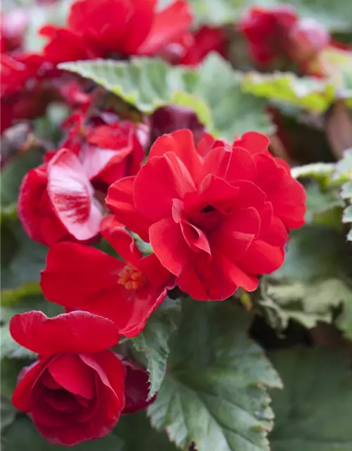 Begonia x tuberhybrida