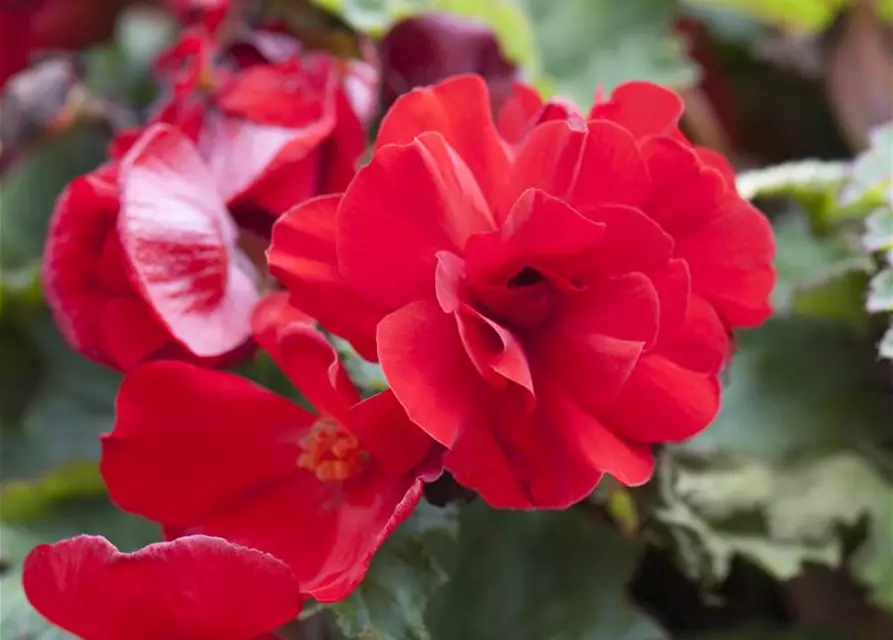 Begonia x tuberhybrida