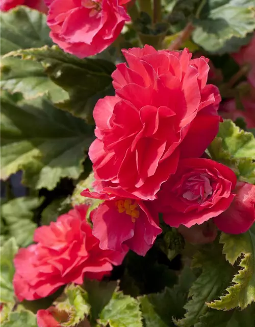 Begonia x tuberhybrida