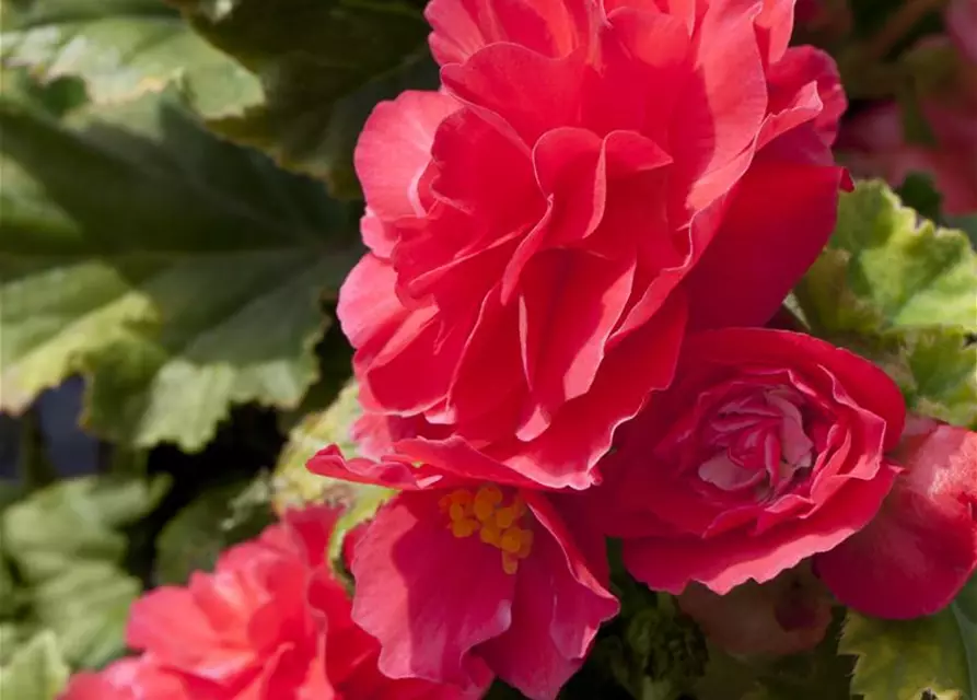 Begonia x tuberhybrida