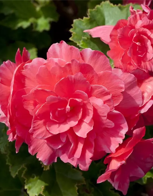 Begonia x tuberhybrida