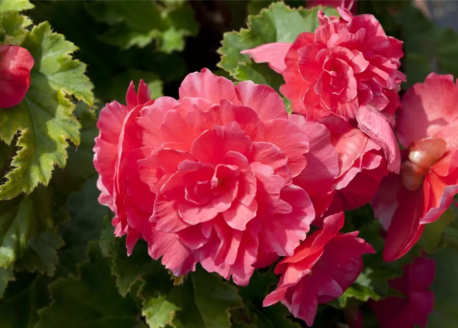 Begonia x tuberhybrida