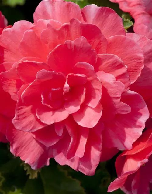 Begonia x tuberhybrida